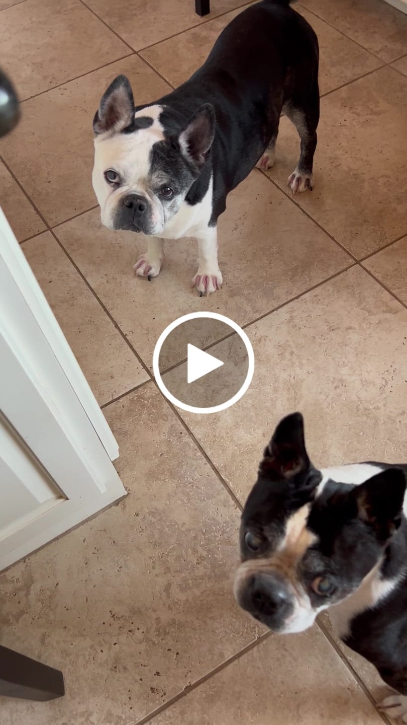 Customer video review of BUY 3 BAGS & SAVE iHeartDogs Allergy & Itch Relief Chews for Dogs