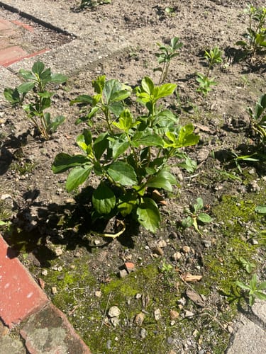 Customer photo review of Pachysandra 50 Count Flat