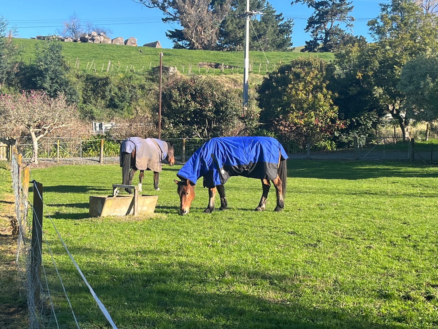 Customer photo review of NZ Tack Duke 1200D Combo
