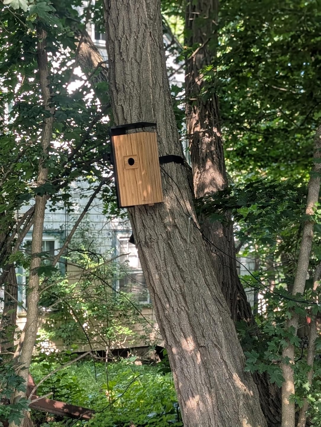 Customer photo review of Birdfy Nest Duo - Smart Bird House with Dual Cameras