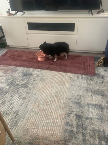 Customer photo review of Tilting Ceramic Cat Bowls With Uneven Texture