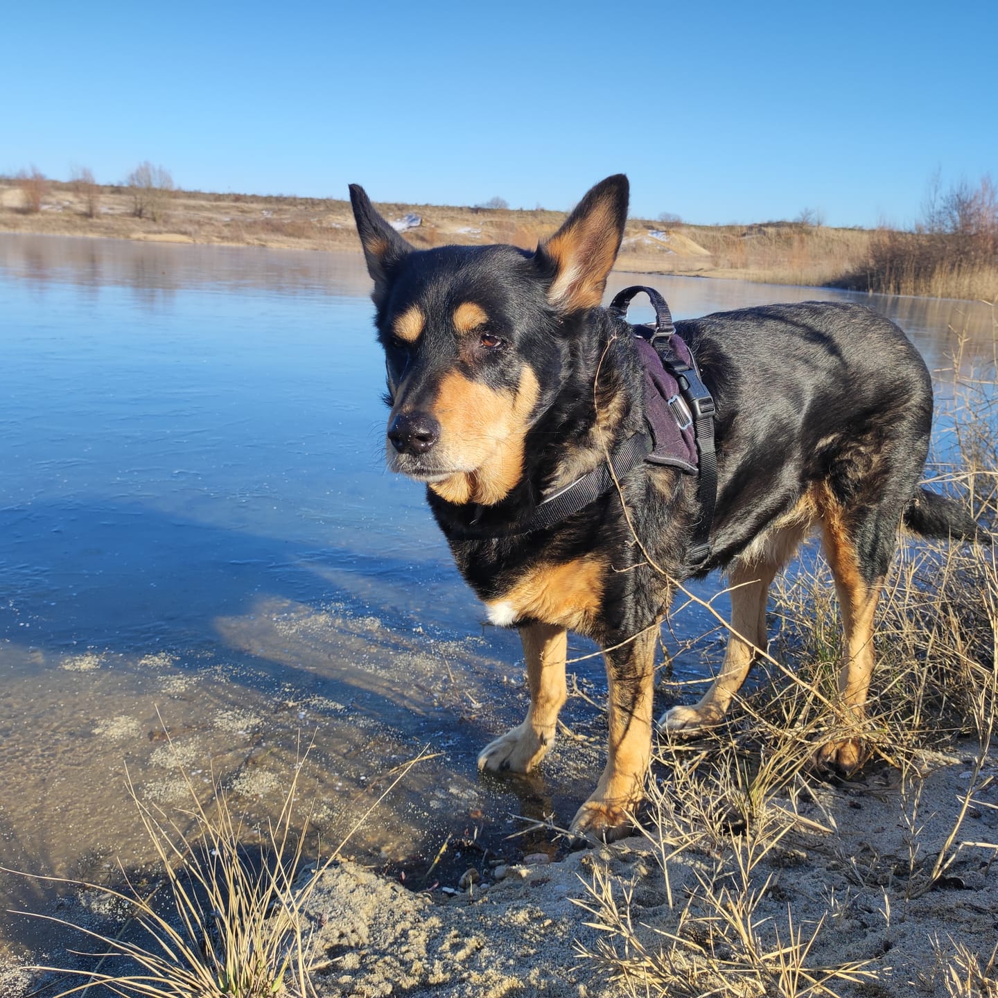 Customer photo review of Hundekekse - Apfel-Fenchel - 2 mg CBD (vegan)