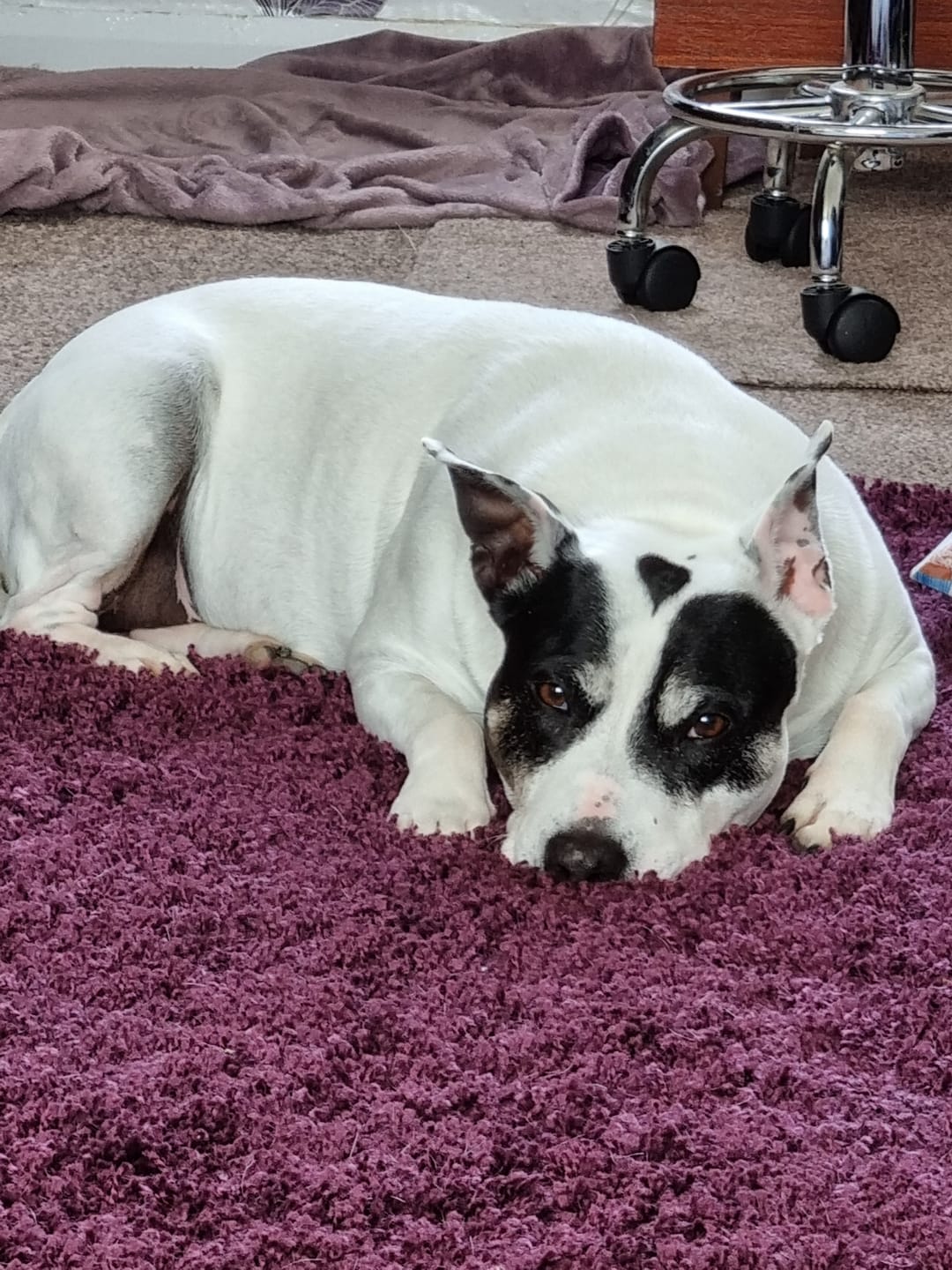 Customer photo review of Total Urinary Care Supplement For Dogs