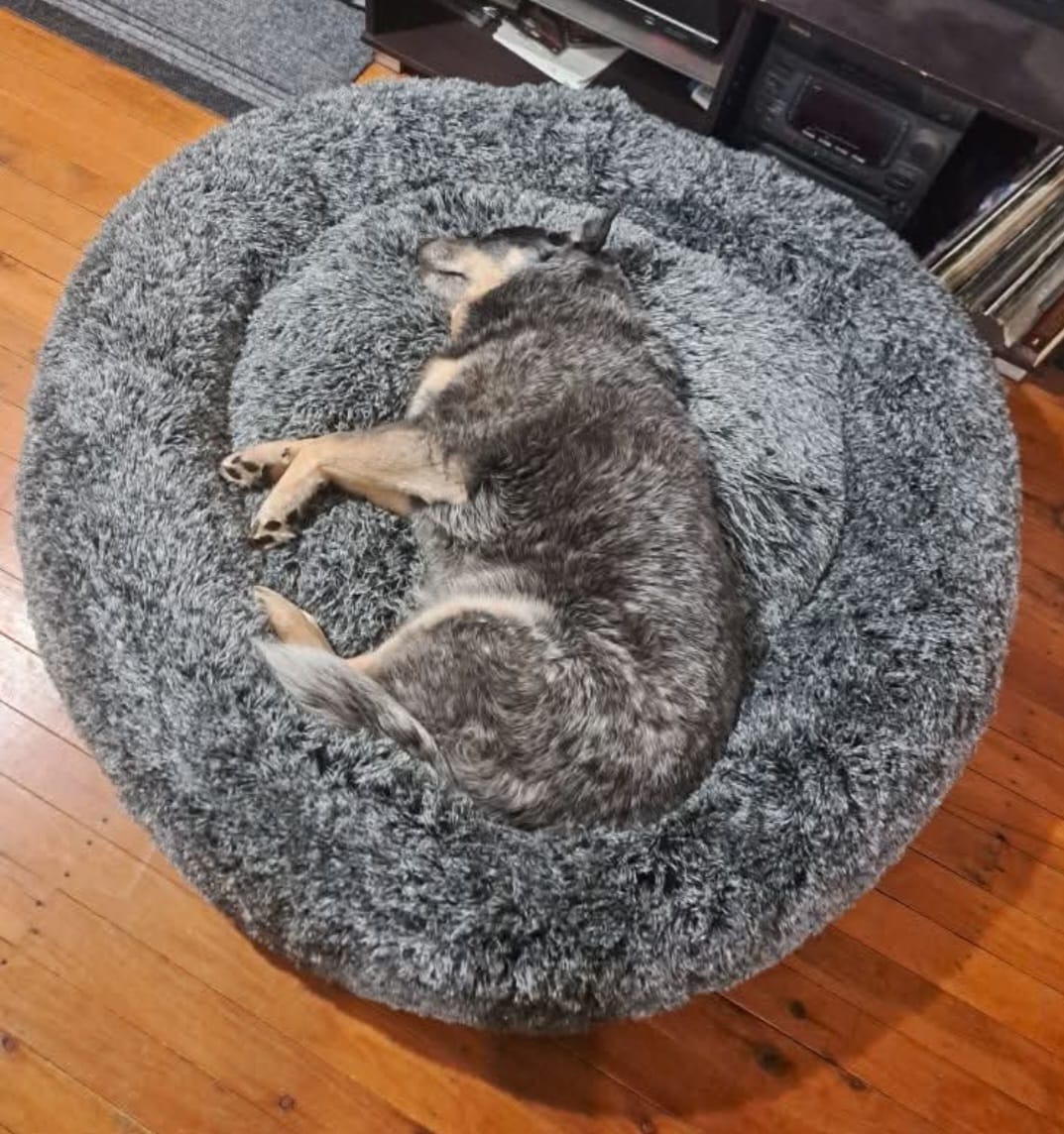 Customer photo review of PaWz Premium Calming Pet Bed with Removable Cover