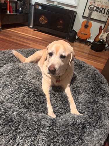 Customer photo review of PaWz Premium Calming Pet Bed with Removable Cover