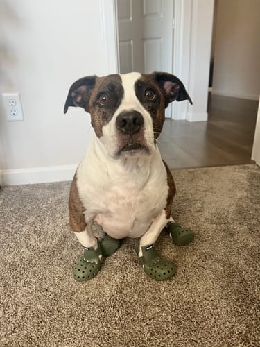 Customer photo review of WagWellies® Mojave