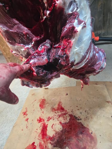 Customer photo review of Titanium Broadheads