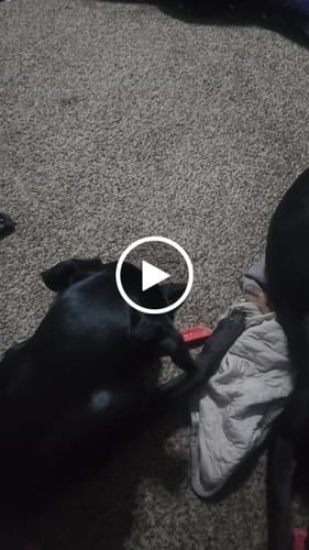 Customer video review of Strawberry Yak Chews One Size Fits All