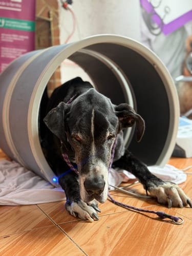 Customer photo review of Librela®