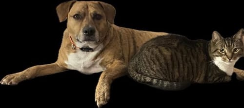 Customer photo review of Joint & Recovery