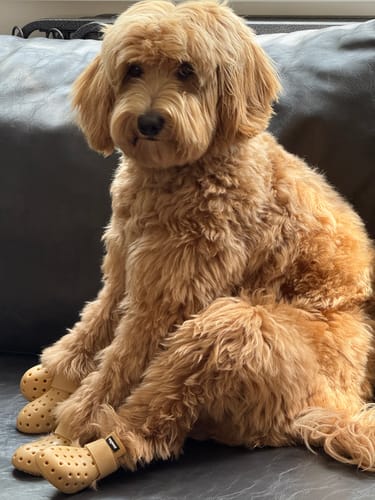 Customer photo review of WagWellies® Mojave