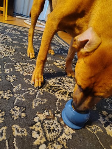 Customer photo review of Freezbox - Super Tough Treat Toy