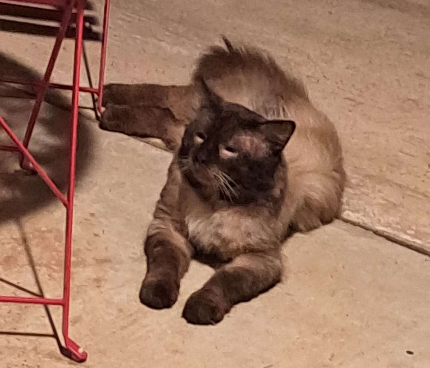 Customer photo review of Cat Eye Infection & Vision Support Remedy