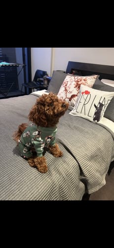 Customer photo review of Dog Pajama - Pup Cup