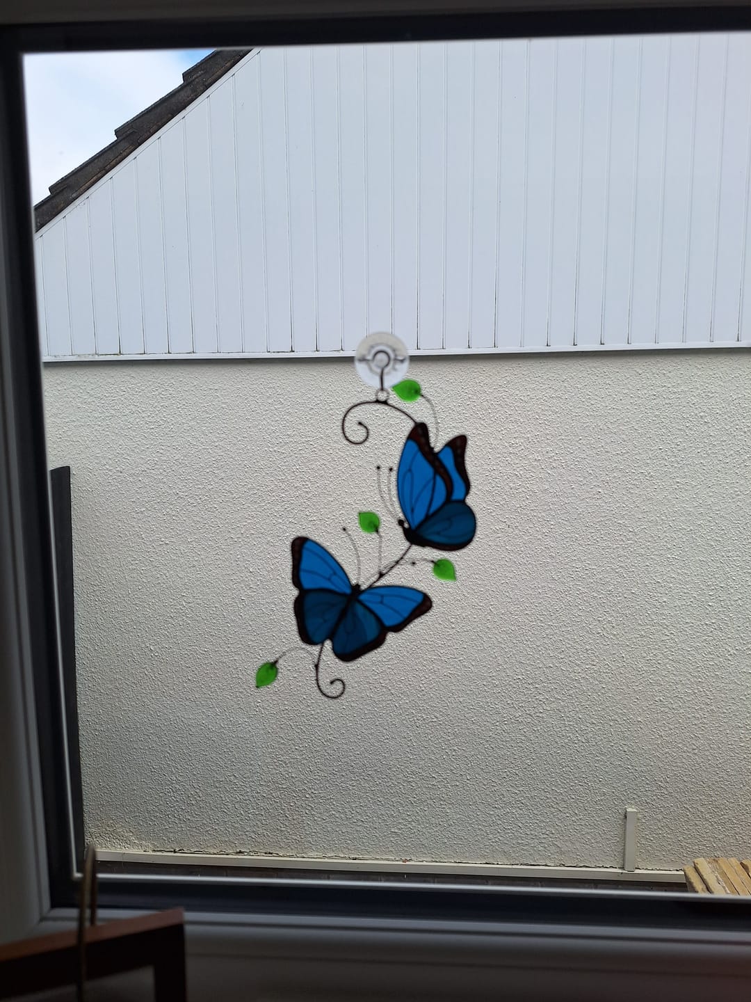 Customer photo review of Pair of Morpho Butterflies