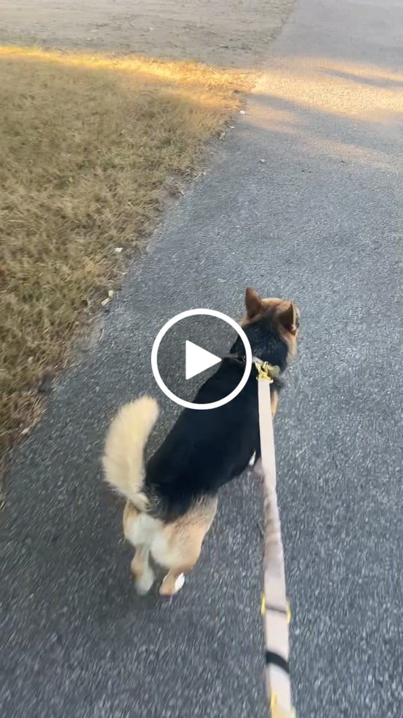 Customer video review of Adventure Bungee Leash