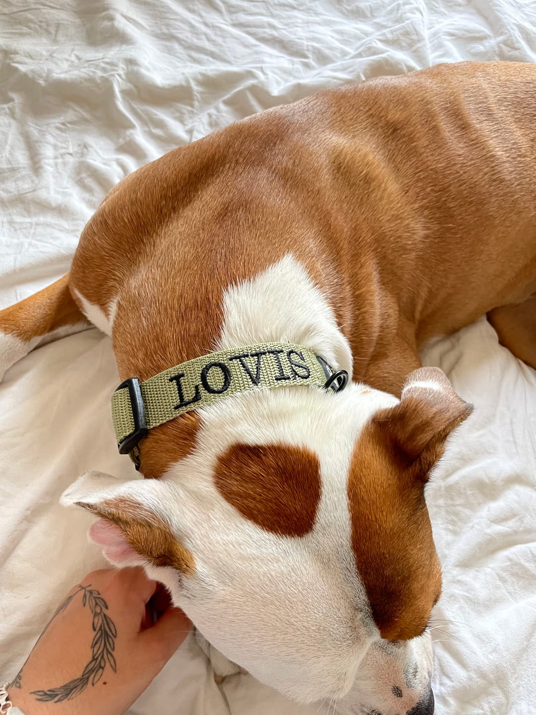 Customer photo review of Hundhalsband med namn, 2.5cm brett