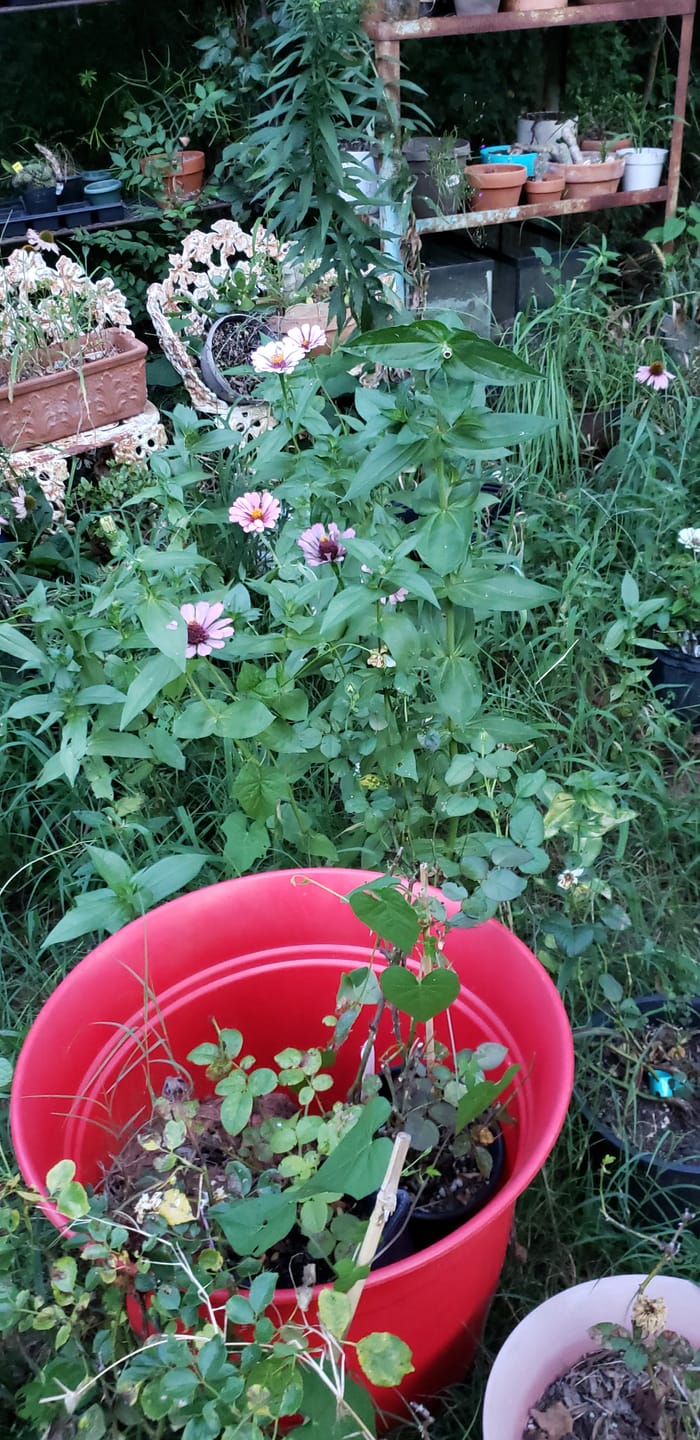 Customer photo review of Bubba Desert Willow 'Pink'