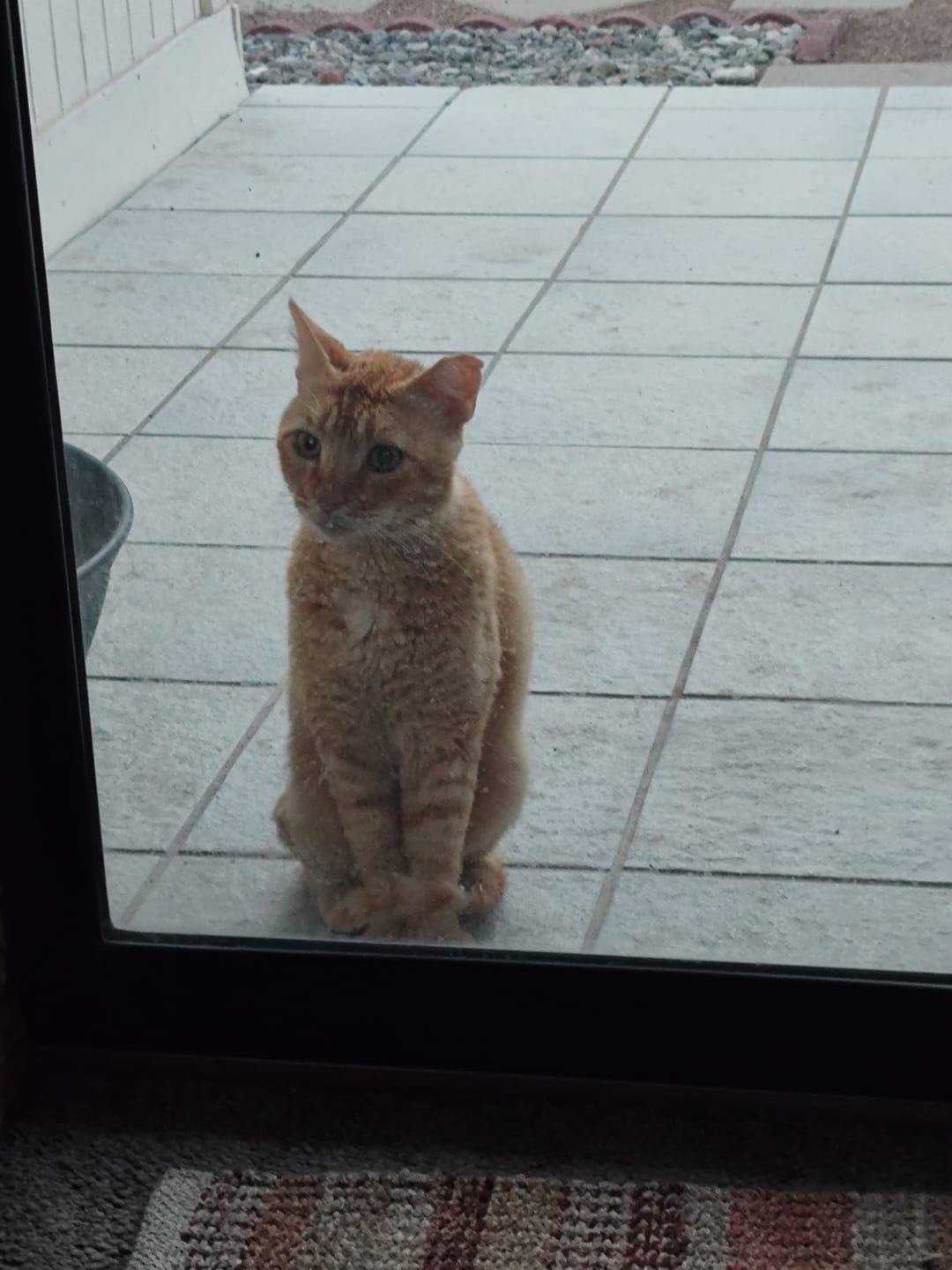 Customer photo review of Cat Mange - Sarcoptic & Demodectic (Scabies) & Ear Mite Remedy