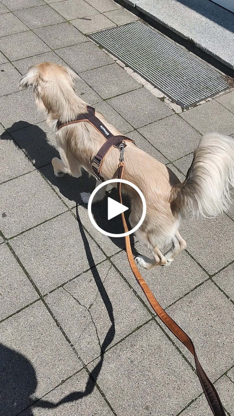 Customer video review of Windhundgeschirr PRO "Toffee"