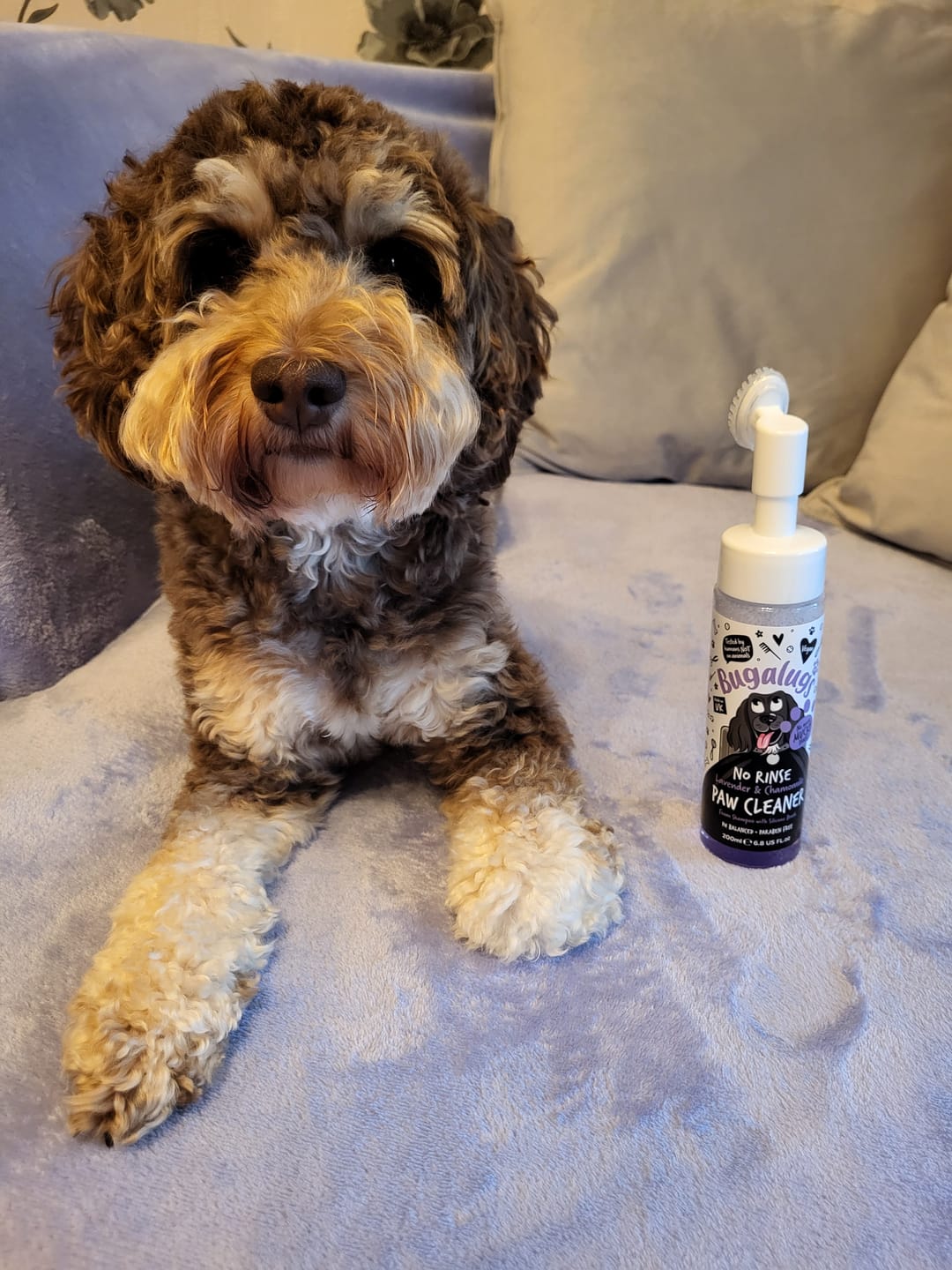 Customer photo review of Lavender & Chamomile No Rinse Paw Cleaner for Dogs & Cats