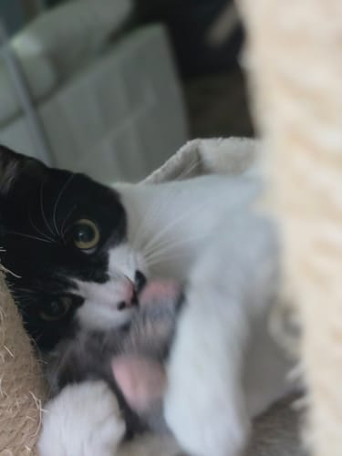 Customer photo review of Pâtées riches en volaille & aux courgettes (chat stérilisé et chat adulte)