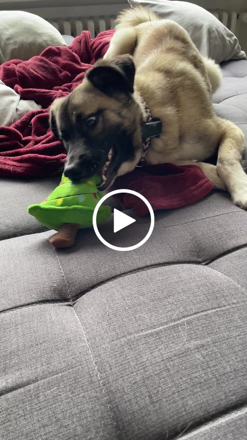Customer video review of DNA Test Rassebestimmung Pro Hund