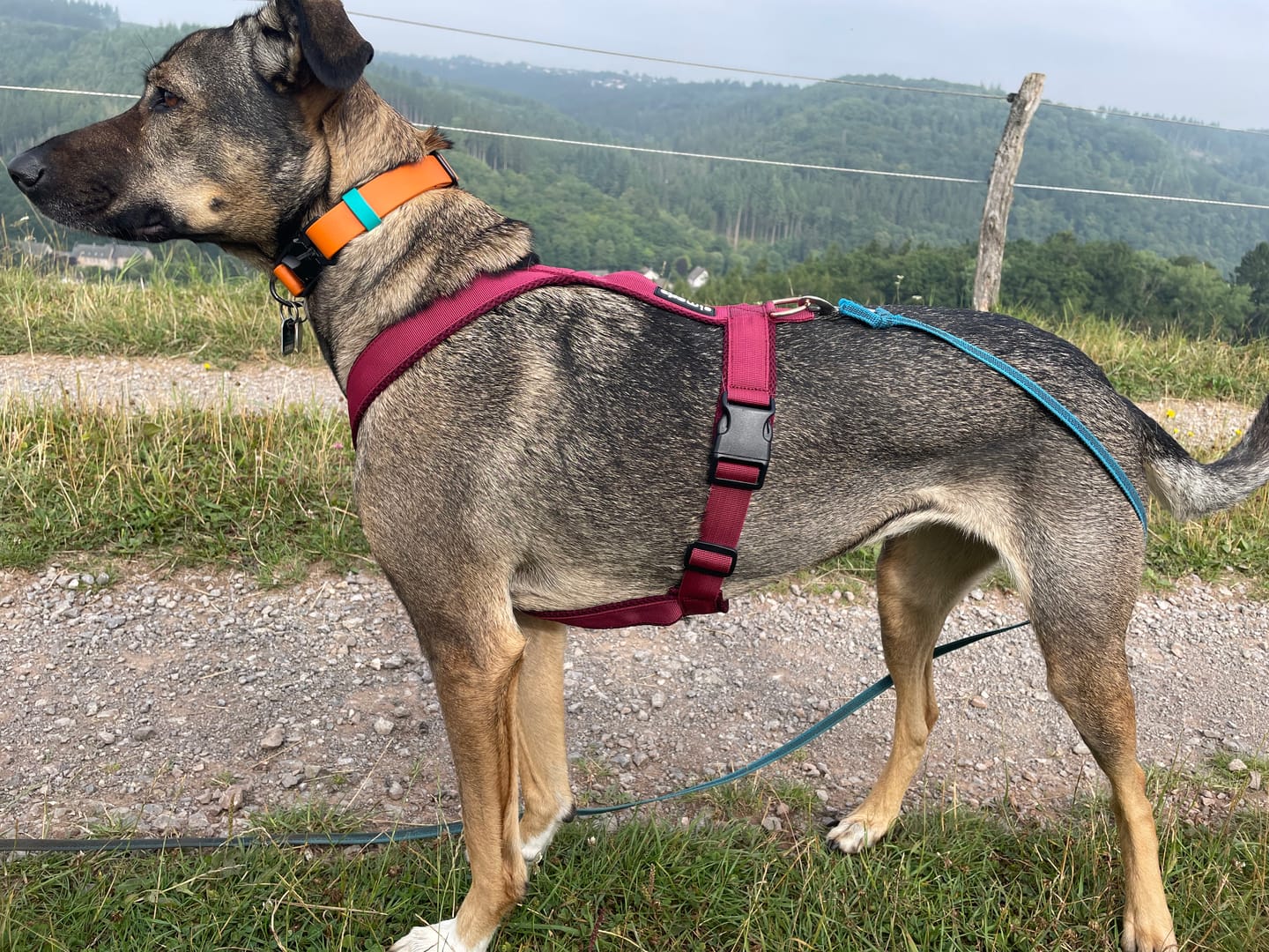 Customer photo review of Windhundgeschirr FUN "Bordeaux"
