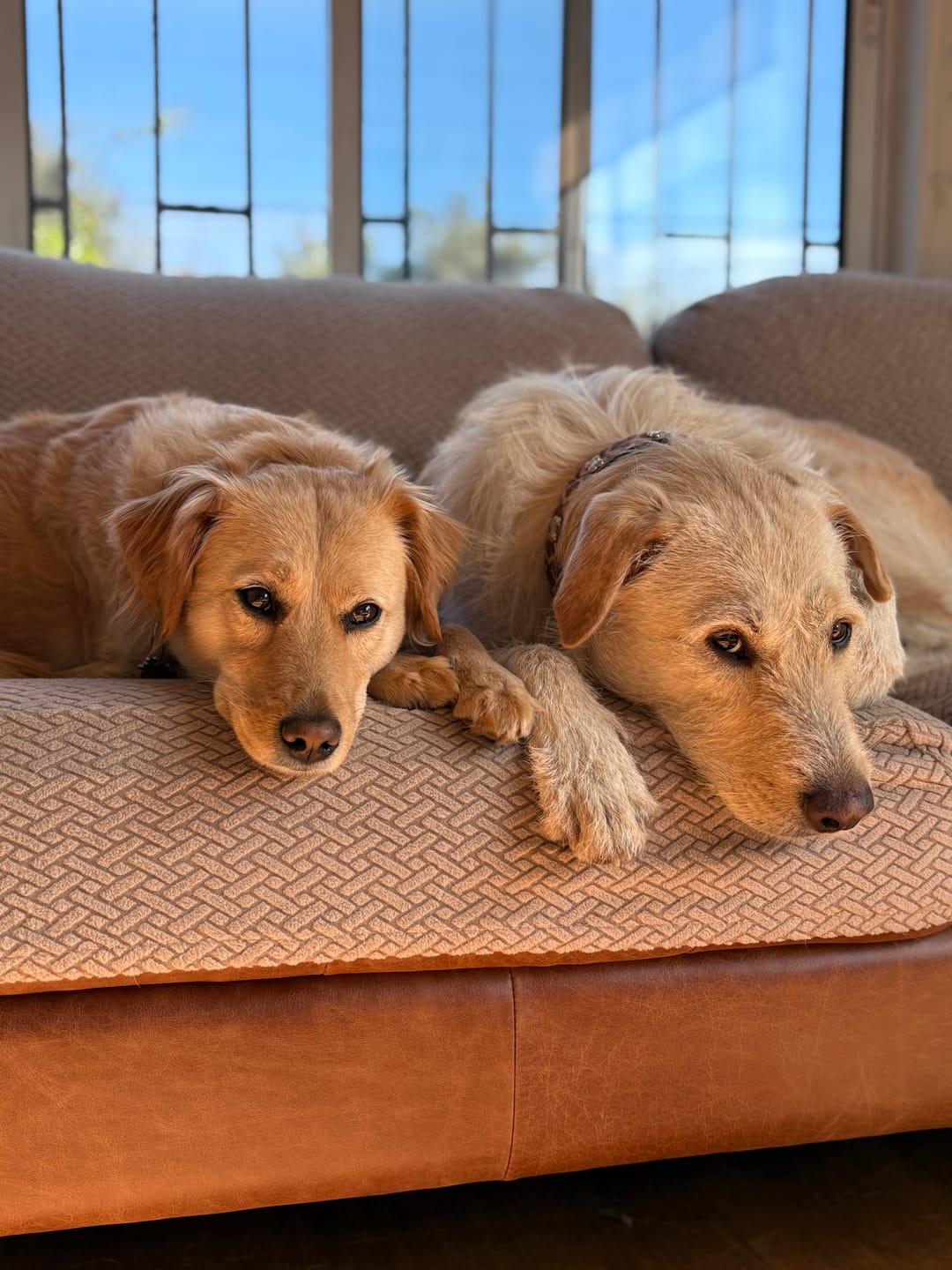 Customer photo review of Funda mágica cubre sofa