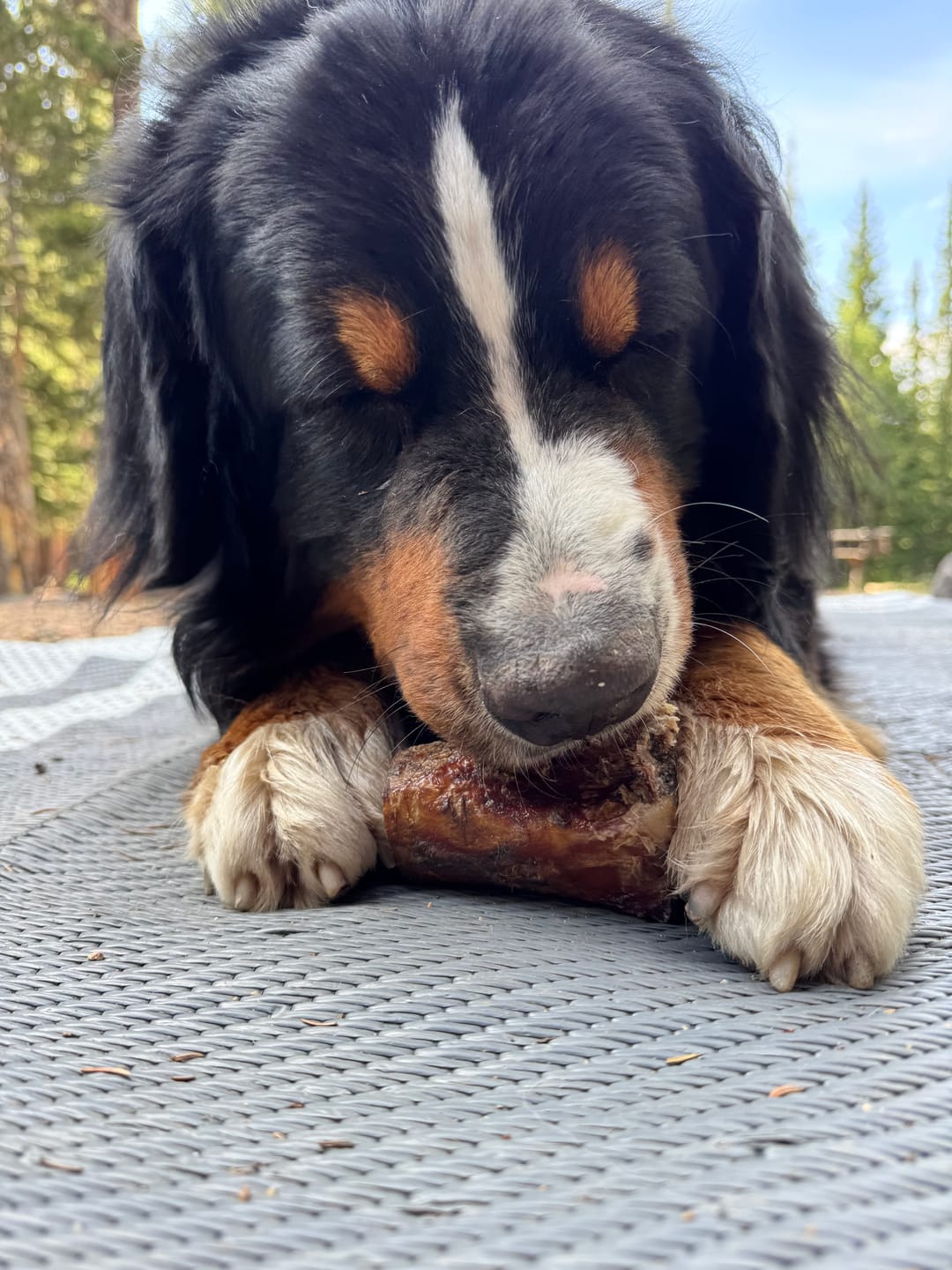 Customer photo review of Regular Bully Sticks