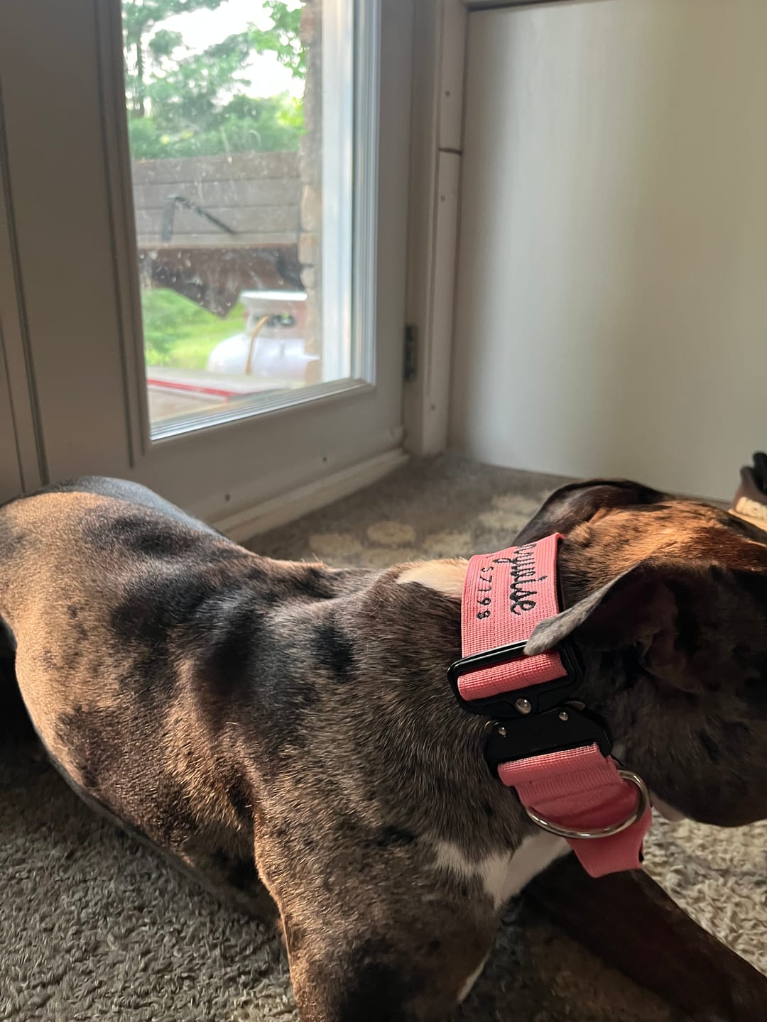 Customer photo review of 2" Tactik Dog Collar - Rose