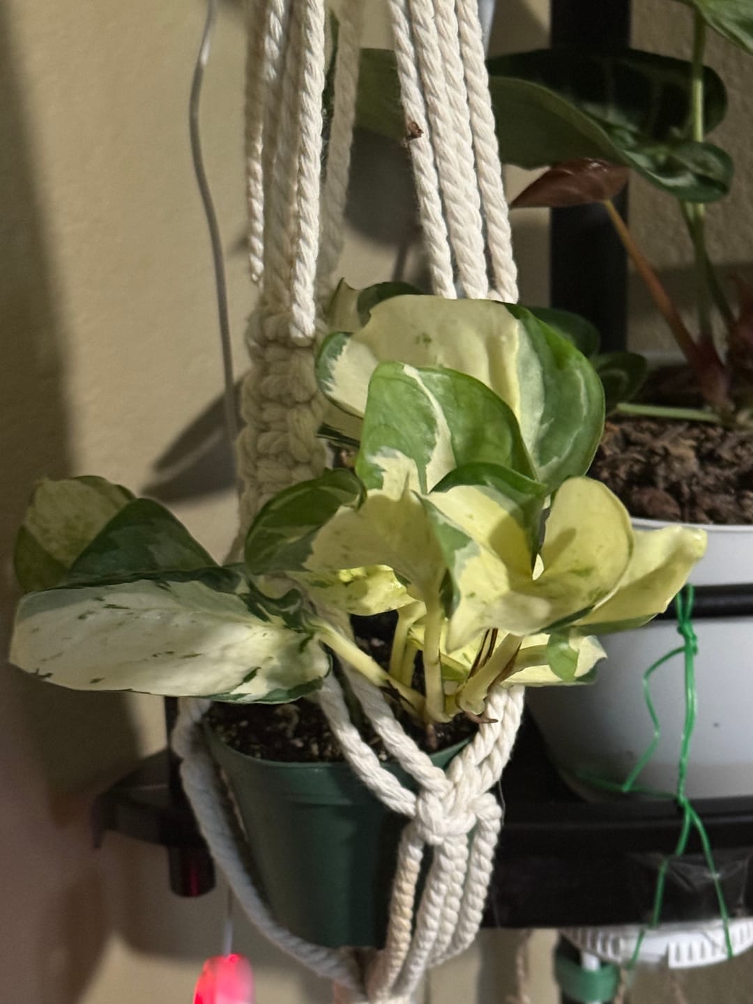 Customer photo review of Pothos Epipremnum aureum 'Manjula'