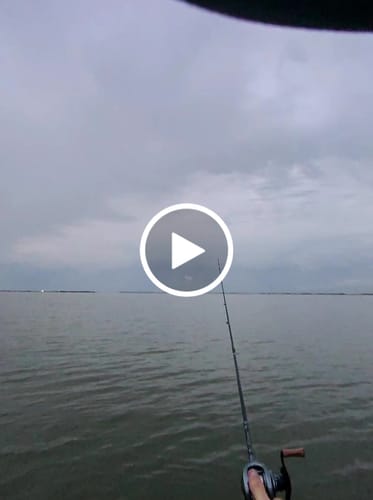 Customer video review of Mansfield Knockers Lures