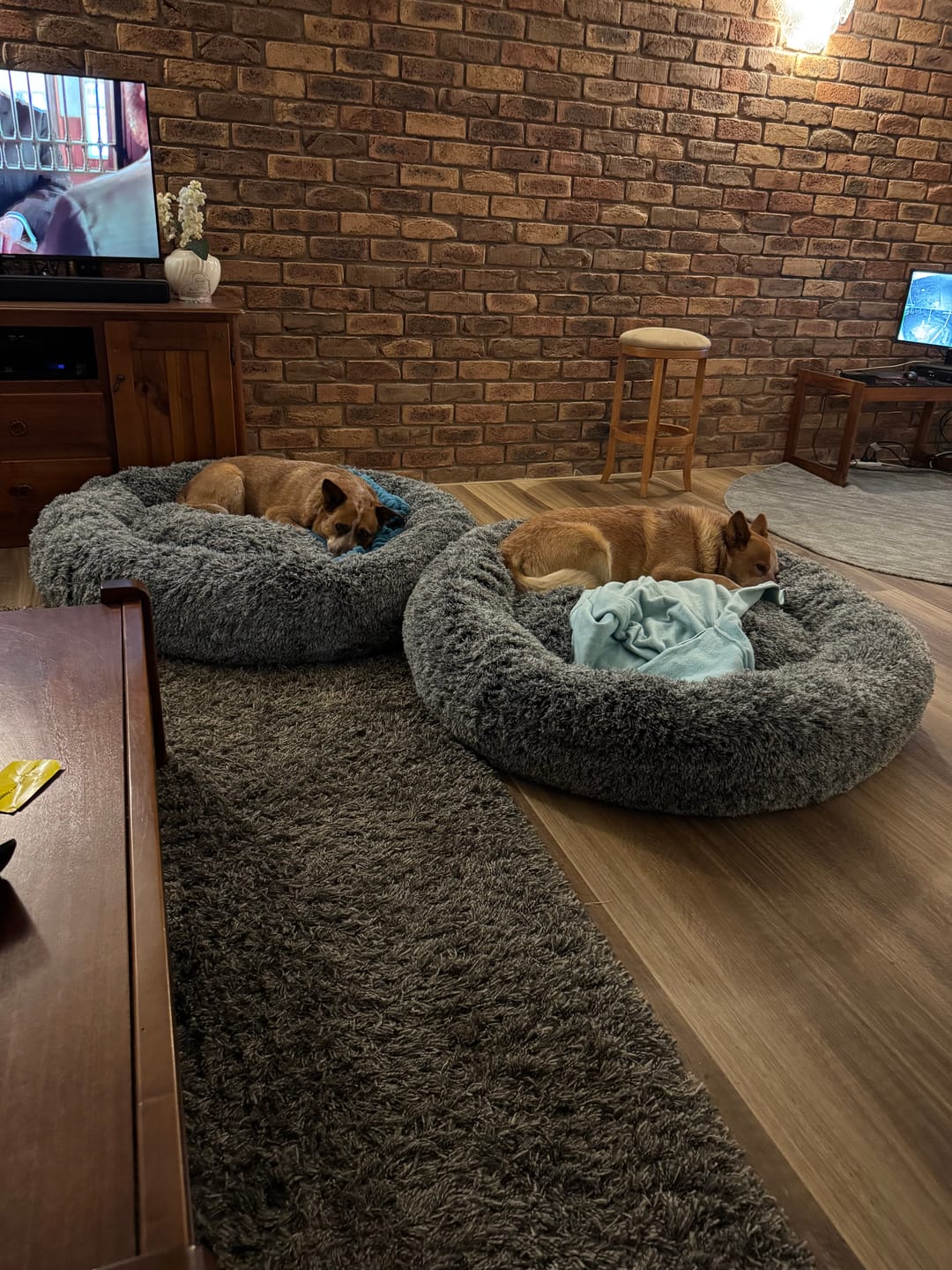 Customer photo review of PaWz Premium Calming Pet Bed with Removable Cover