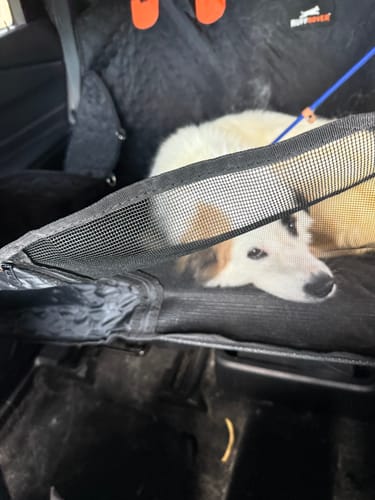 Customer photo review of RuffRover 2.0™ - Hard Bottom Dog Car Seat Protector
