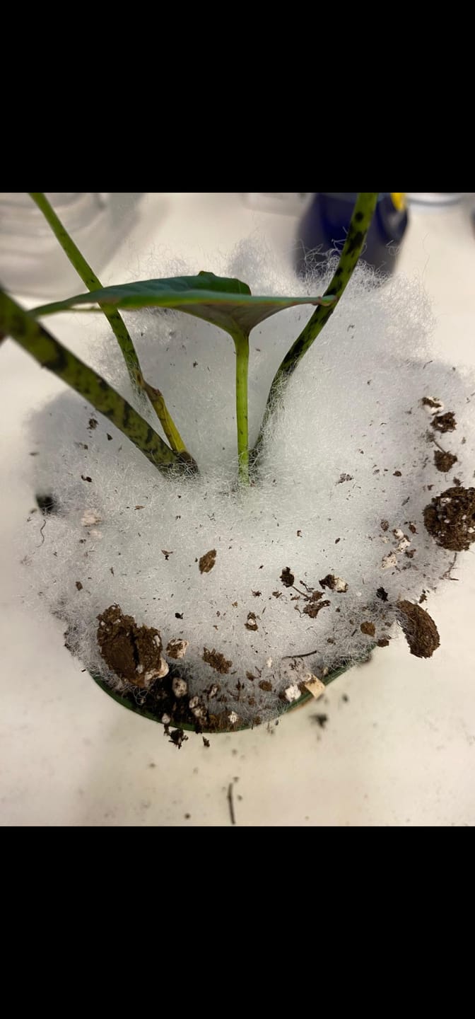Customer photo review of Cyrtosperma johnstonii