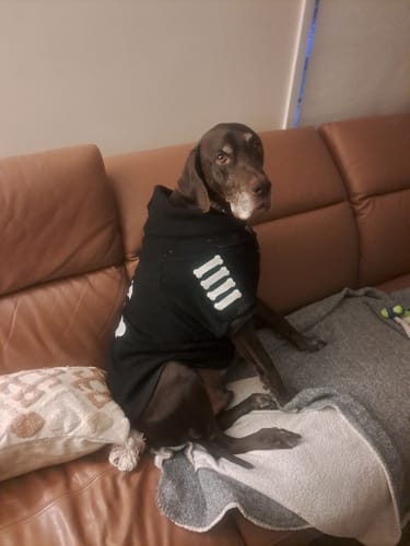 undefined review of "WOOF" Dog Hoodie - Black & Reflective image 1 out of 1
