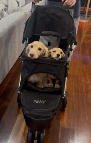 Customer photo review of PaWz Large Dog Stroller - 3 Wheels