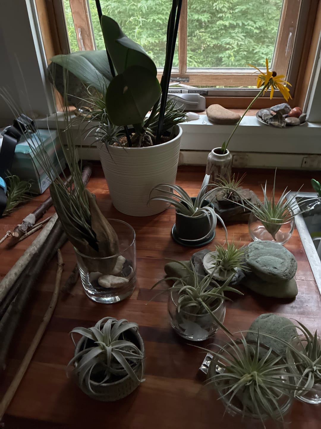 Customer photo review of B Quality Harrisii 3 Pack  ($1.50 Per Plant)