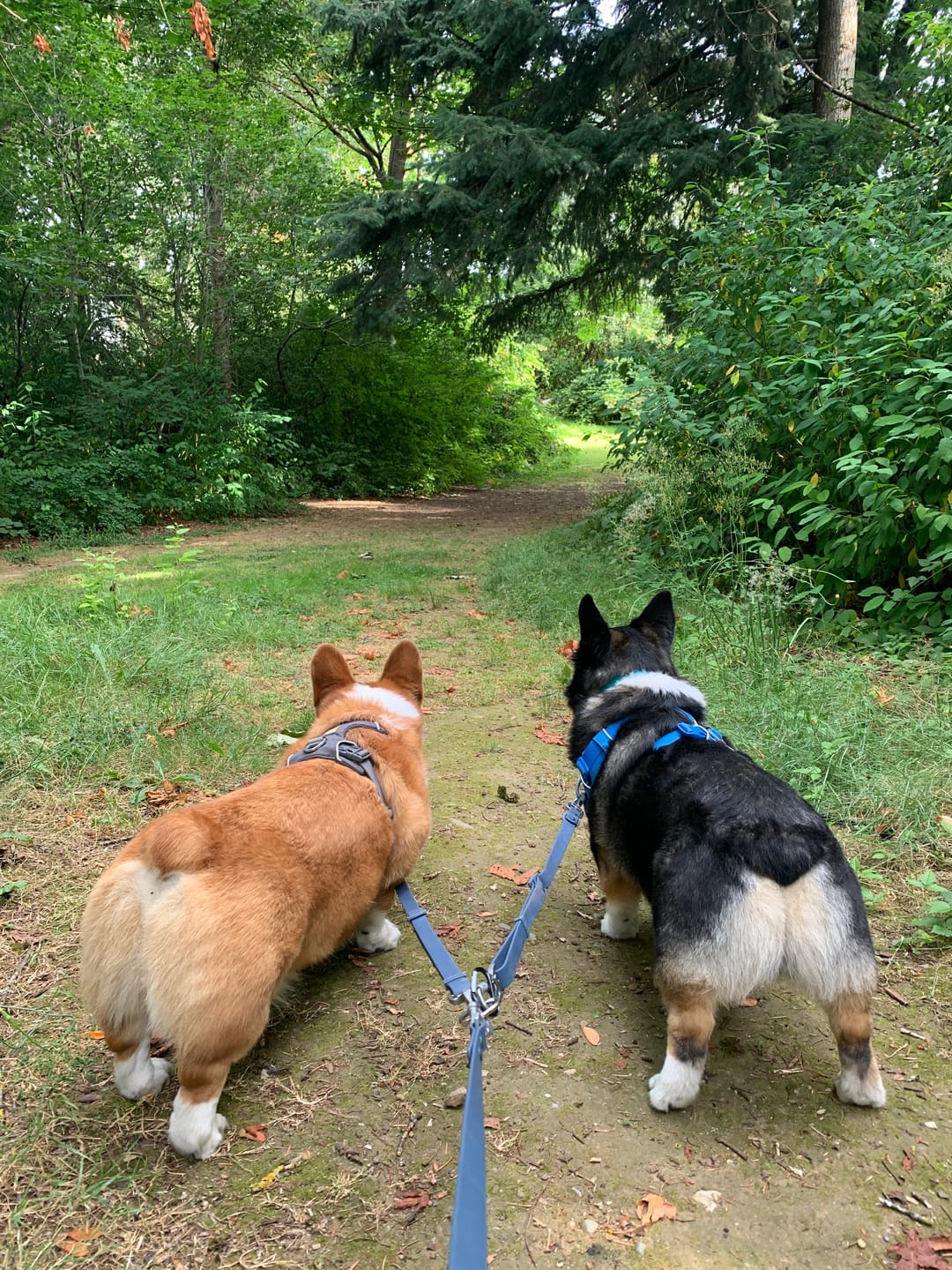 Customer photo review of Solace Waterproof Multi-Dog Connector / Traffic Handle