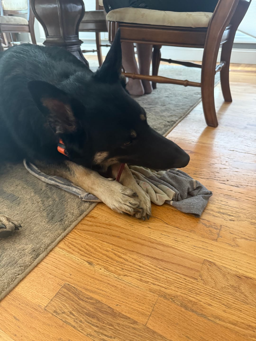 Customer photo review of 6 Inch Power Bully Sticks