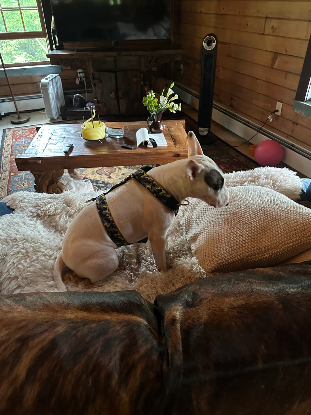Customer photo review of Training Anti Pull TRI-Harness® | M-XL Breeds - Lightning