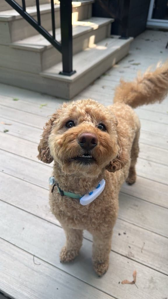Customer photo review of 6-IN-1 Hands Free Cotton Rope Dog Leash