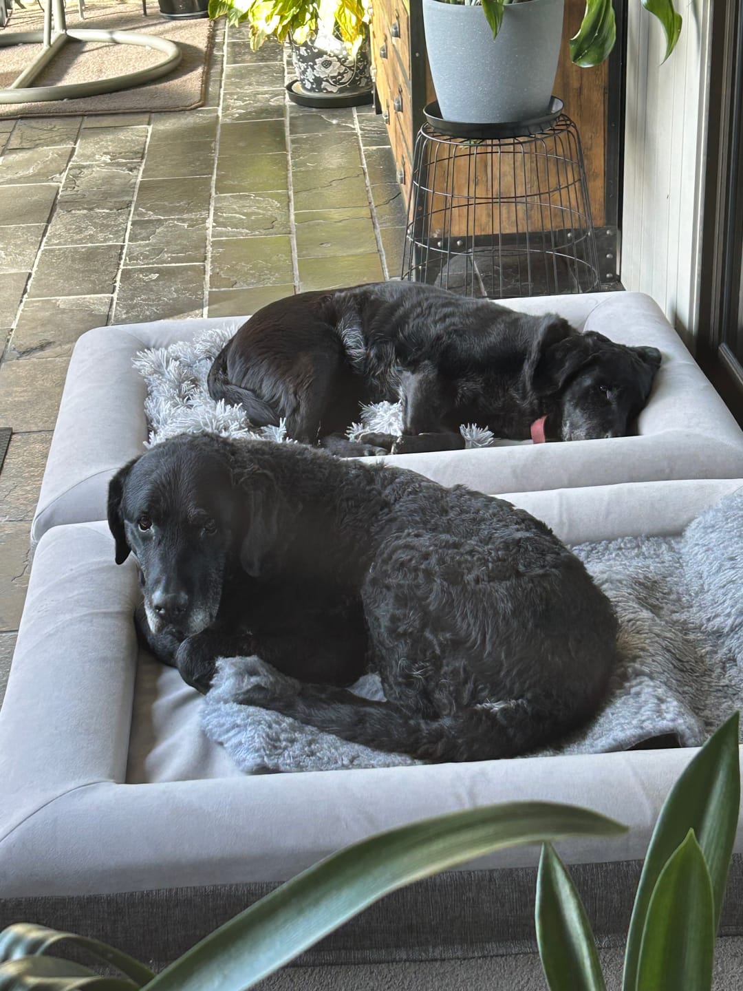 Customer photo review of Orthopaedic Memory Foam Bed
