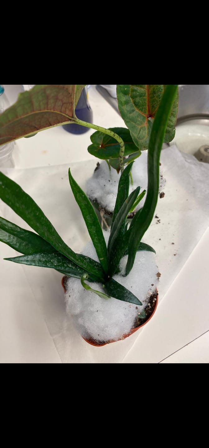 Customer photo review of Fern Microsorum thailandicum 'Blue Oil Fern'
