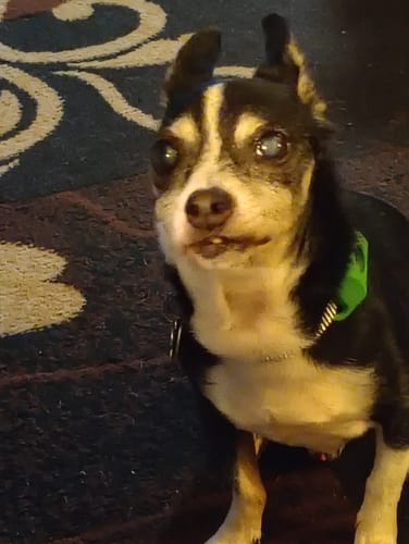 Customer photo review of FurLife™ - 12 Months Flea and Tick Tags for Dogs