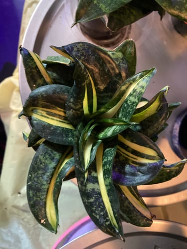 Customer photo review of Sansevieria 'Spiral Queen'