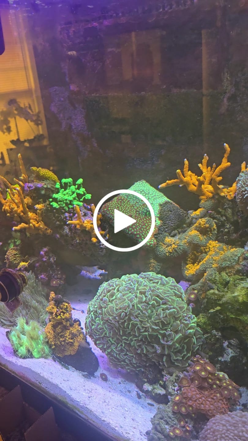 Customer video review of Coral Essentials CVE+