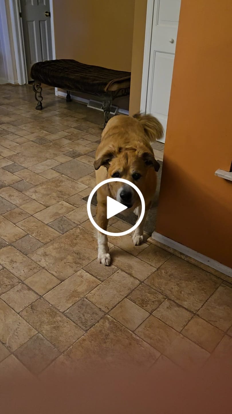 Customer video review of BUY 3 BAGS & SAVE iHeartDogs Allergy & Itch Relief Chews for Dogs