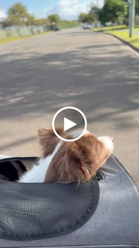 Customer video review of PaWz Pet Stroller 4 Wheel